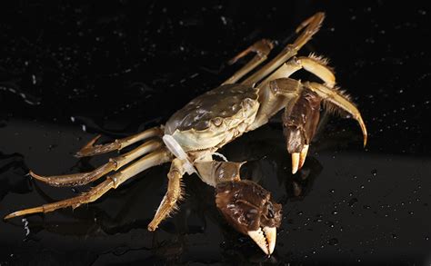 大闸蟹入侵英国多地 被列为受重视的非本地物种|大闸蟹|英国_新浪新闻