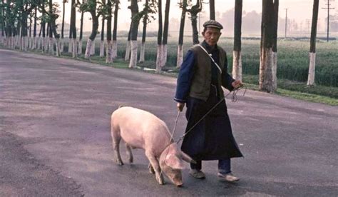 80年代彩照：乐山大佛下静谧安详的小山村，村民在街头牵绳溜猪！