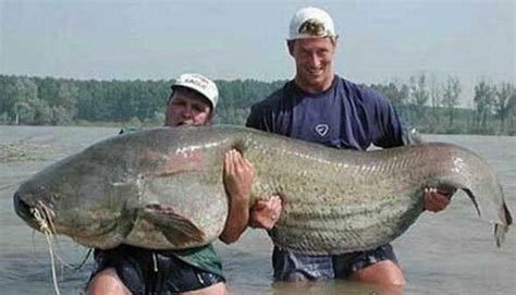 世界上最大的食人鱼:黄金猛鱼(体长133厘米重50千克)_小狼观天下