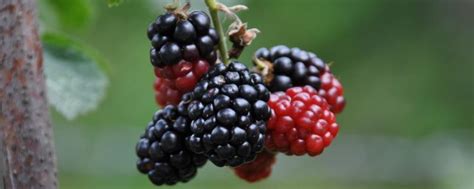 黑莓和桑葚有什么区别，黑莓是聚合果、桑葚是聚花果 - 新三农