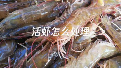 活冻罗氏虾_活冻罗氏虾 草虾 广州粗加工海鲜食品 - 阿里巴巴