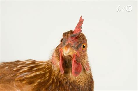 中国金属鸡养殖，鸡内脏里发现金属，鸡肉还能