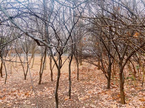 覆盖寒冷的木头冬现场冻的花林松树高清图片下载-正版图片307622301-摄图网