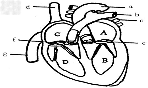 心脏结构示意图简笔画,心脏结构图简单手绘图,手绘心脏简图(第2 