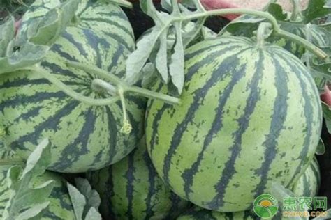 西瓜甜王最新品种,大果型甜王,哪个甜王西瓜品种_大山谷图库
