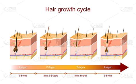 头发增长周期插图解剖图发展头发毛囊从生长png下载-包图网
