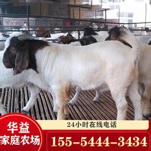 [山羊批发]纯种波尔山羊，波尔山羊种羊，怀孕羊，羊羔价格650元/只 - 惠农网