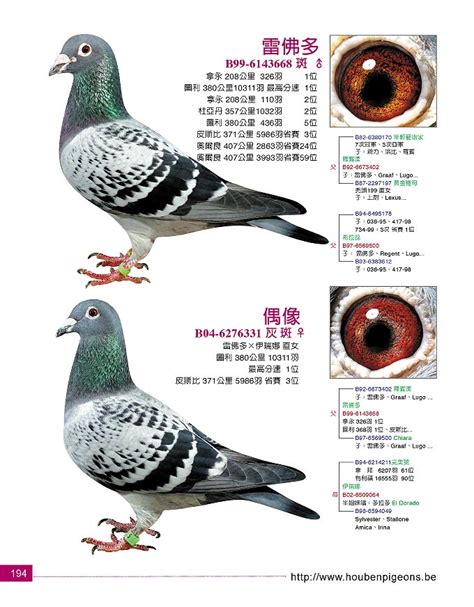 信鸽品种,信鸽品种排名图片大全,信鸽品种图片及名称(第8页)_大山谷图库