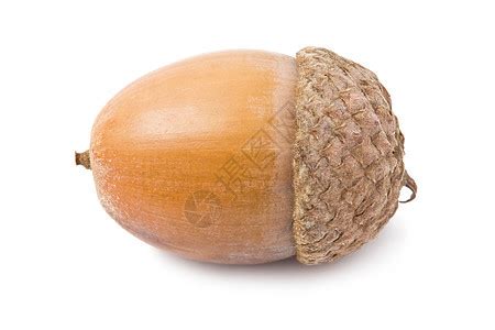 313.橡实果2(长鼻叶)草属性~青草搅拌器图片