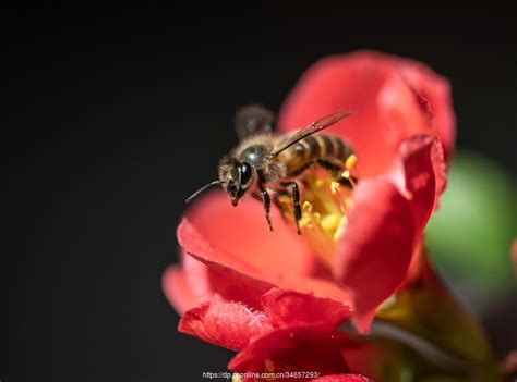 小蜜蜂采蜜素材图片免费下载-千库网