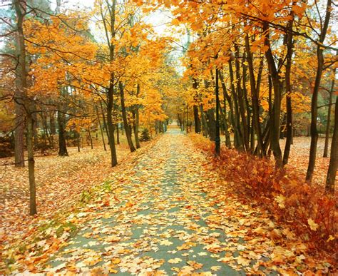秋天马上就要过去了，形容秋色美景的语句你知道多少？_微说说