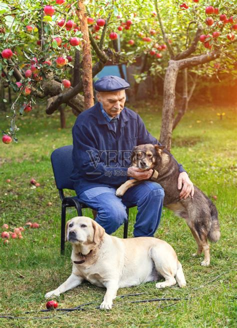 老年男人,狗,两只动物,友谊,果园正版图片素材下载_ID:353941464 - Veer图库