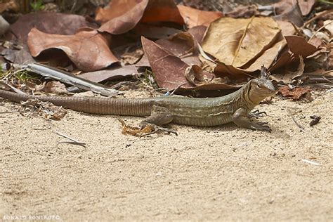 Photo - Bonaire Island Whiptail Lizard - Cnemidophorus ruthveni ...