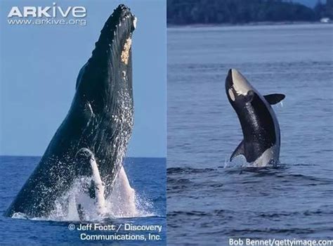 虎鲸与须鲸的殊死搏斗：自然界最宏大对决之一_新浪图片