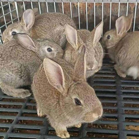阶梯式兔笼 热镀锌丝兔笼 养殖设备层叠兔笼免清粪 18位兔子笼-阿里巴巴