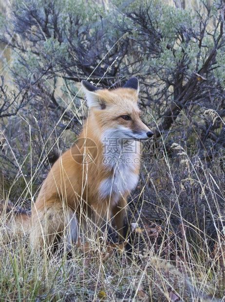 多岩石的杰克逊狐狸在草地上有耳朵的背部肉食动物高清图片下载-正版图片307570215-摄图网