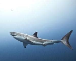 深海中的鲨鱼还能发光?科学家：它们或许是最大的发光生命体