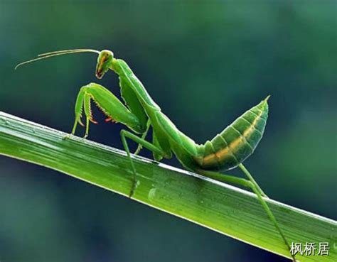 绿色螳螂图片,螳螂 - 昆虫网