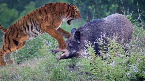 熊和老虎都比野猪厉害，那常说的“一猪二熊三老虎”是什么意思？