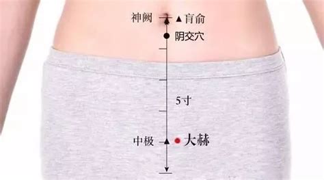 会阴穴位图图片