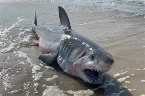 游客经常遇袭的美国海滩惊现大白鲨尸体 死因正在调查_凤凰网