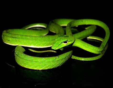 灵巧的绿瘦蛇
