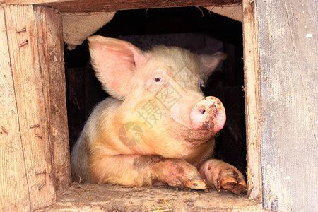 猪鼻子在农场偷窥木制栅栏高清图片下载-正版图片505702538-摄图网