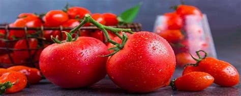 西红柿什么时候传入中国-农百科