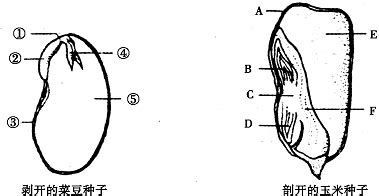 玉米种子结构图图片