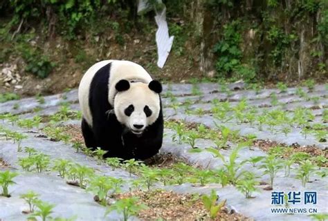 看熊猫视频真的很治愈啊，但我觉得，熊猫应该改名叫“猫熊”吧？|大熊猫_新浪新闻