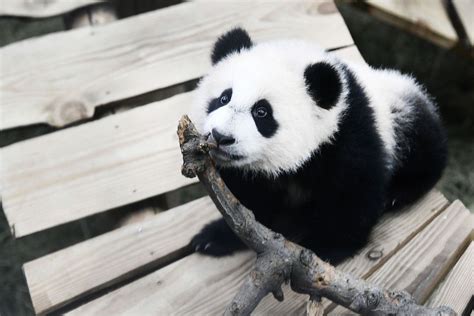 2015年新生熊猫宝宝首次亮相 最小的不足一周_陕西频道_凤凰网