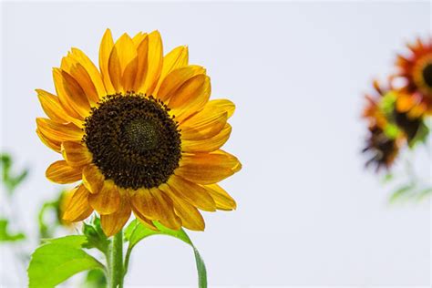 向阳花的花语是什么？向阳花的寓意和象征-花卉百科-中国花木网