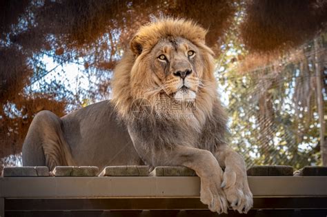 猎人太阳明日狮子王坐在木地板上强大的动物园高清图片下载-正版图片307846191-摄图网