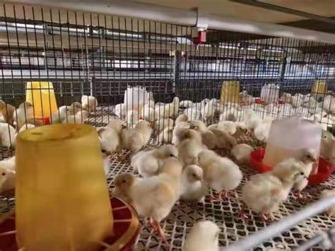 蛋联网 - 养鸡知识 - 养鸡妙招：酵母是个宝，促进消化胃肠好，养鸡赚钱离不了！