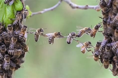 团体协作精神的小蜜蜂摄影高清jpg格式图片下载_熊猫办公