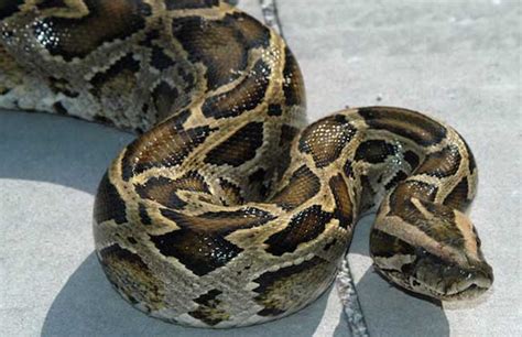 当今世界上最长的蛇类,不仅有漂亮的网纹,名字还很好听|蛇类|蟒蛇|冷血动物_新浪新闻