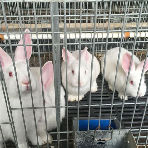 家养新西兰大白兔活体3斤多成年兔巨型花肉兔运输包活可繁殖包邮_虎窝淘