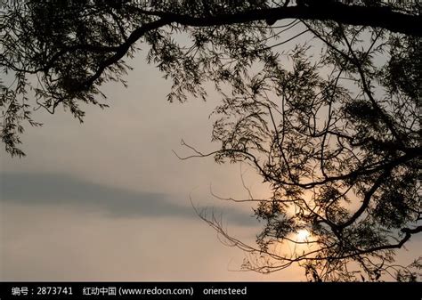 夕阳中的树影高清图片下载_红动中国