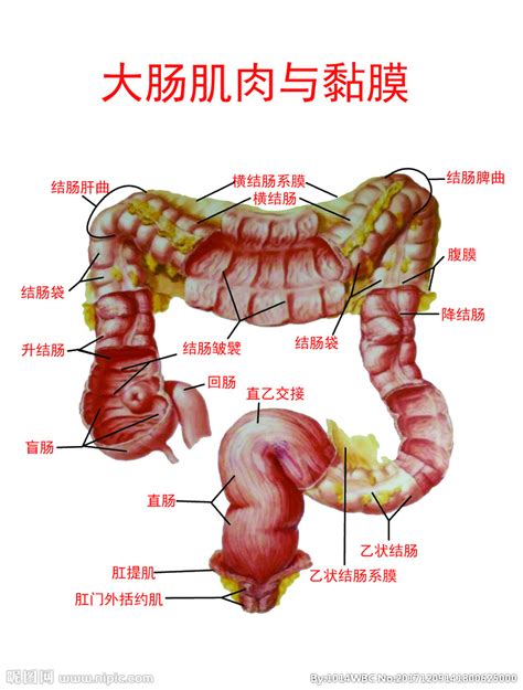 大肠肌肉与粘膜设计图__医疗保健_生活百科_设计图库_昵图网nipic.com