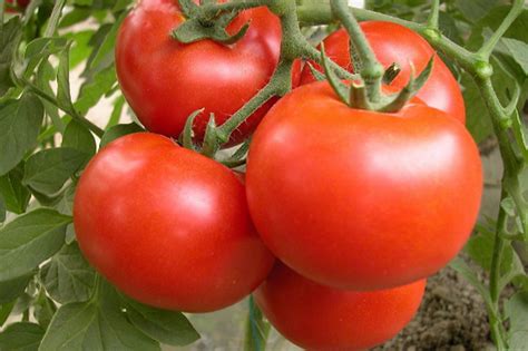 【图】如何盆栽西红柿 西红柿室内养殖方法 - 装修保障网