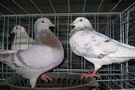 在饲养鸽子时，分辨鸽子雌、雄的方法你们知道吗？看完就懂了！