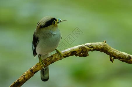 树枝上的彩色鸟银胸阔嘴鹬Serilophuslunatus高清图片下载-正版图片307299159-摄图网