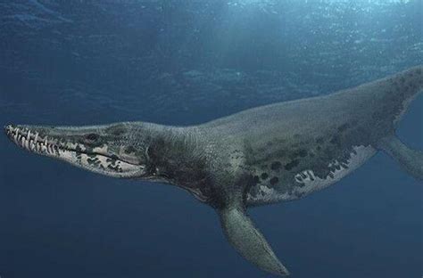 史前十大海洋巨兽排行榜 | 说明书网
