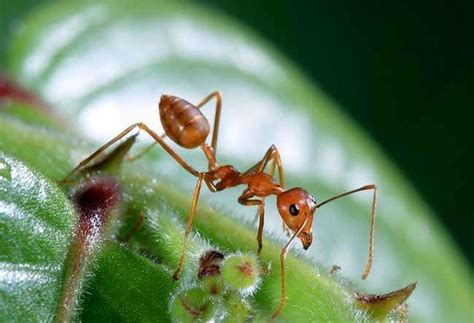 佛教因果：蚂蚁不是好欺负的，看看被开水烫的蚂蚁群是如何报仇的__凤凰网