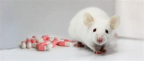 裸鼠成瘤模型构建_安布瑞生物 原代培养/细胞敲除膜/模式动物/专业实验外包服务！ - _致力成为中国动物试验领跑品牌！