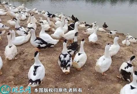 王思聪斥重金买鸭子，新的宠物届“名媛”要诞生了吗_凤凰网