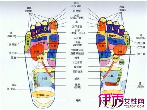 【脚部位名称图解】【图】脚部位名称图解在哪儿 本文为您详细介绍脚结构_伊秀健康|yxlady.com