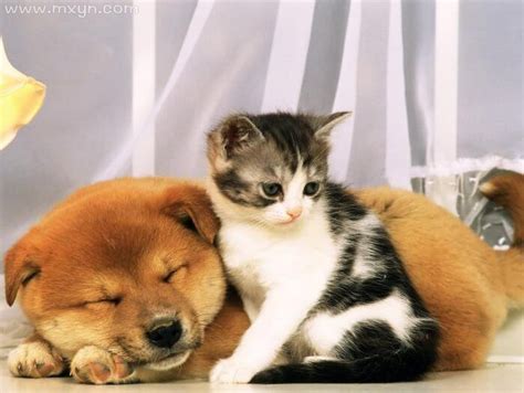 超可爱的猫咪和狗狗图片-猫猫萌图-屈阿零可爱屋