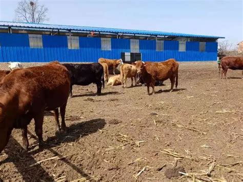 农村小型养牛简易牛棚有哪些类型适合-绿宝园林网