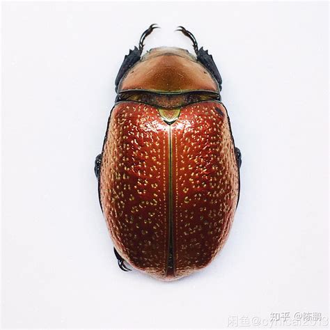 夏季常见昆虫图片及名称